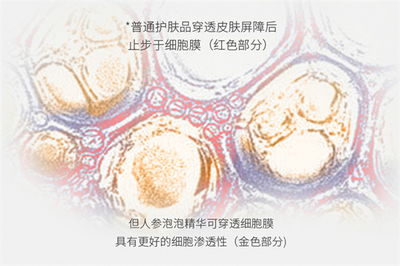 細胞科技賦新肌 人參泡泡精華讓肌膚重煥年輕光采